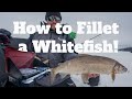 How To Fillet A Whitefish