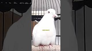 Download lagu PANCINGAN AMPUH ‼️ Perkutut Putih Kapas Albino GACOR MEMANGGIL LAWAN #perkutut mp3