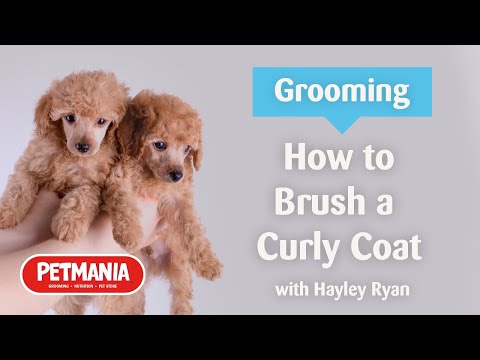 How to Brush Your Curly Haired Dog's Coat