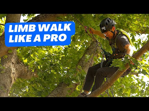 MASTER Branch Walking Techniques for tree climbing!
