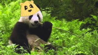 Gold Panda - Back Home