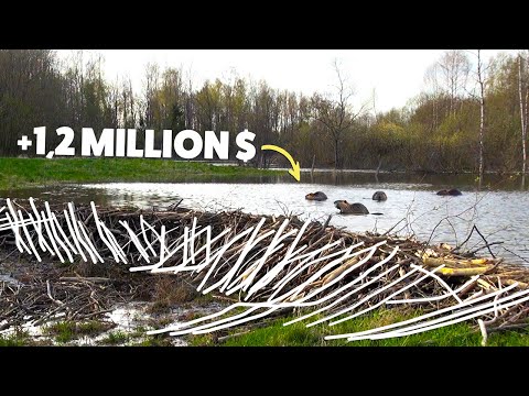 How Did Beavers Finish a 7-Year Unfinished Dam in Just 2 Days?
