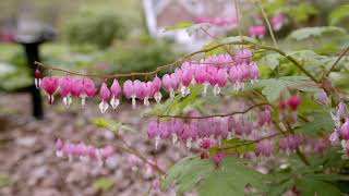 bleeding hearts test 6K