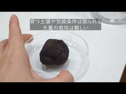 黒トリュフの科学や食文化に触れる国際フォーラム 東京農大で開催