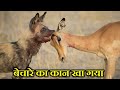 The wild dog hunted from the edge of the cliff. INCREDIBLE! WILD DOGS ATTACK.