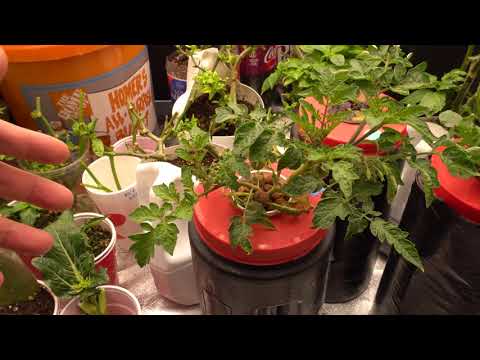 Propagating Tomatoes For Growing In Small Kratky Hydroponic Setup