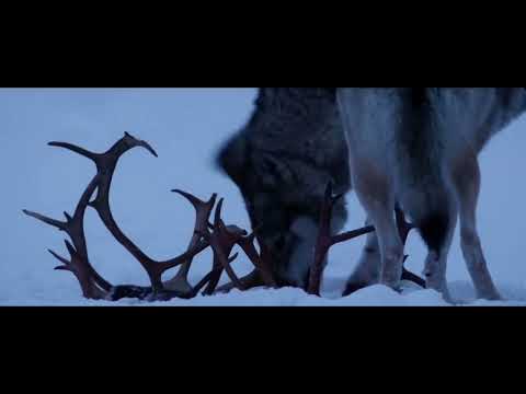 A reindeer’s journey 2019: grey wolves hunting reindeer￼