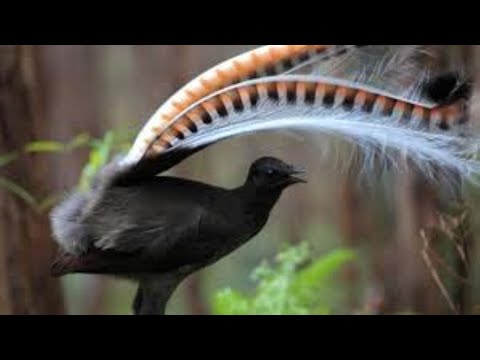Amazing Bird Sounds From The Lyrebird Mimics Voices Native Sounds As Well
