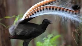 Download lagu Amazing Bird Sounds From The Lyrebird Mimics Voices Native Sounds As Well mp3