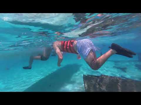PECES DEBAJO  DEL MAR. QUE HERMOSO ES EL MUNDO ACUATICO ..... 