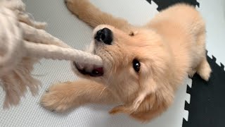 - The growth of puppies who worked hard on rope play day and night is amazing lol