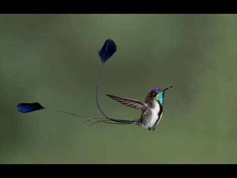 Criação Do Mundo video