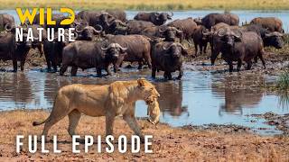 Lion Attack: Win Or Die (Full Episode) | Nature animal documentary