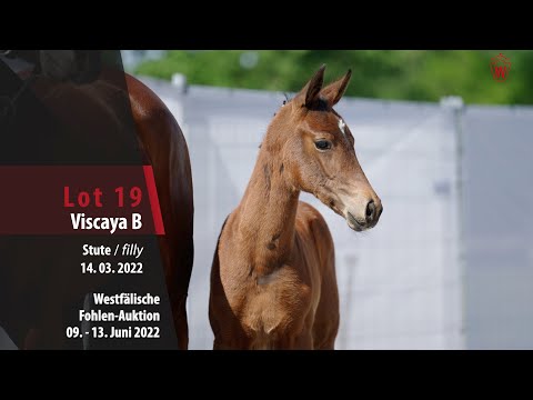 Fohlen-Auktion Lot 19 Viscaya B Stute v. Vaderland - Fürst Romancier