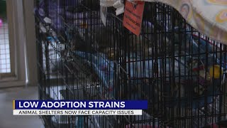 Lower adoption rates putting additional strain on animal shelters at capacity