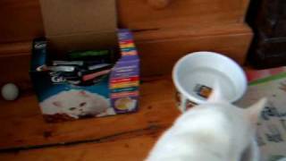 Pearl, the foster cat, celebrates with Purina Gourmet Perle