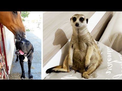 #19 Die besten Videos 2025 || ✪ Stern DuTube