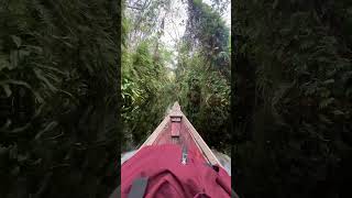 Download lagu Memasuki hutan belantara #borneo #kalimantan mp3