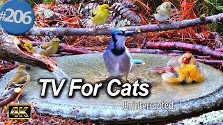 😻 Relaxing Bird Bath, 12 Hours of Birds 🐦 Fountain Waterfall Uninterrupted CatTV @LensMyth