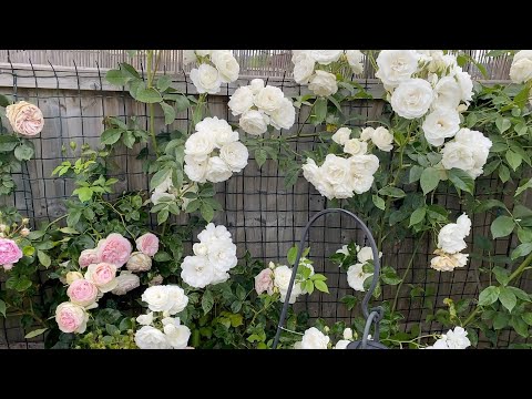 Rose garden - first flush 2023 climbing roses and shrub roses; David Austin Eden, Iceberg, Jasmina