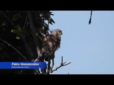 Vídeo de Falco tinnunculus. <em>© César Fernández González