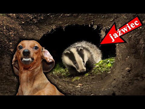 BADGER - Why Do Dogs Die in His Dens?