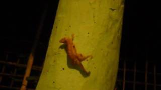 Fuck, lagartija, fuck