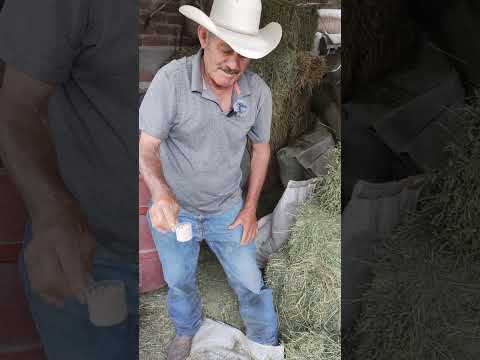 alimentación diaria de un Caballo.