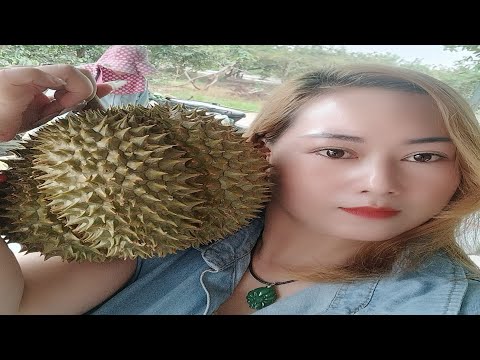 Harvesting and Opening a Giant Durian weighing 18 pounds