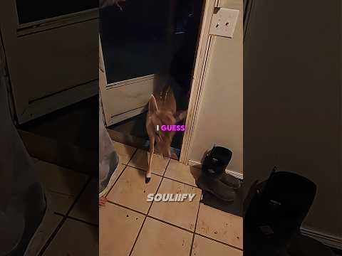 A Surprise Visitor During Tornado Warning