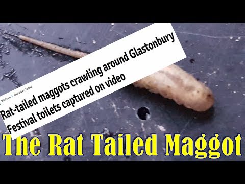 One Minute with the Composters: The Rat Tailed Maggot