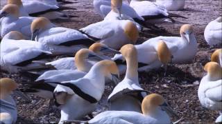 Loudon Wainwright III " The Doctor "