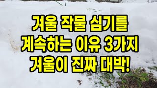 겨울 작물 심기를 계속하는 이유 3가지 겨울 텃밭가꾸기가 봄, 가을 보다 대박인 이유