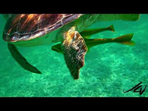 Akumal Bay snorkeling tour - Mayan Riviera