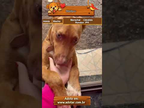 Vídeo de Mailow