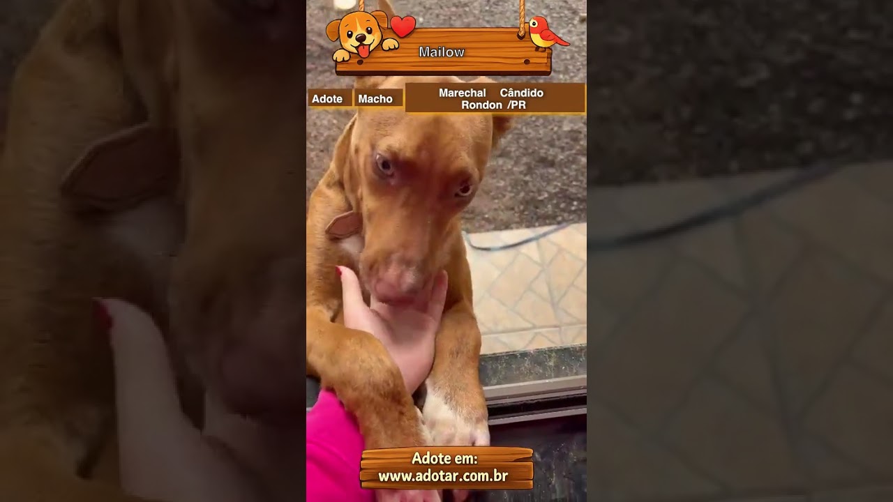 Cachorro raça SRD-ViraLata idade 7 a 11 meses nome Mailow