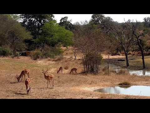 Djuma: Impalas - 10:33 - 08/06/21