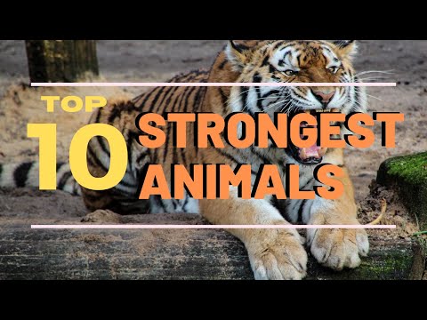 Top 10 Strongest Animals In The World (Top 10 Everything)