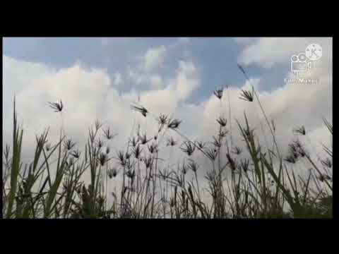 Bila kupandang ( Paud Gendisya Fay)