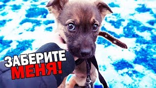 Rescue the puppy. The dog is looking for a home / SANI vlog