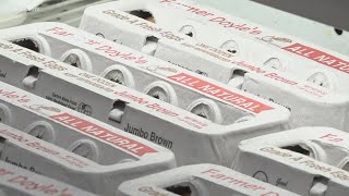 Sale and production of eggs in Connecticut impacted by inflation and bird flu ahead of holidays