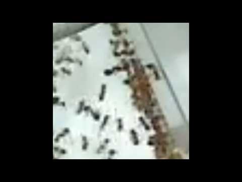 Watch this Ant Vanish Before Your Eyes (with original link in description)