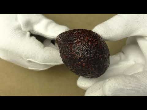 Ser Jacopo R1 - pipe  1205