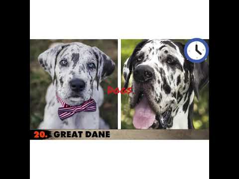 TOP 20 DOGS BEFORE AND AFTER GROWING UP🖤