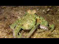 Octopus in Slow Motion