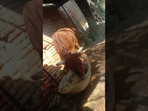 #likeAND  subscribe 🥳🥳😎😎🐄🐄