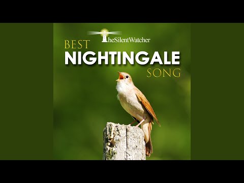 Best Nightingale Song - Pt. 1 (5 Minutes) (Nightingale Singing Near a Small River / Nature...