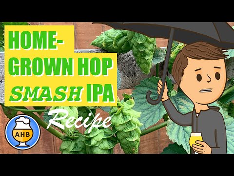 SMASH Cascade IPA with Home-Grown Cascade Hops, Home Brew on the Brewzilla