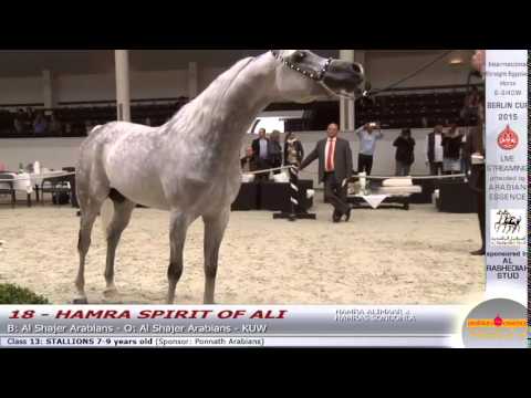 Berlin Cup 2015 - Stallions 7-9 years old - Class 13