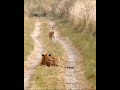 Tiger Attack Fawn Deer Cubs Please Subscribe My YouTube Cats Animal Tiger Viral Ranthambor